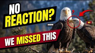 Why Didn’t Shadow React to KD1 The Clues We Completely Missed | Big Bear Eagle Series 01