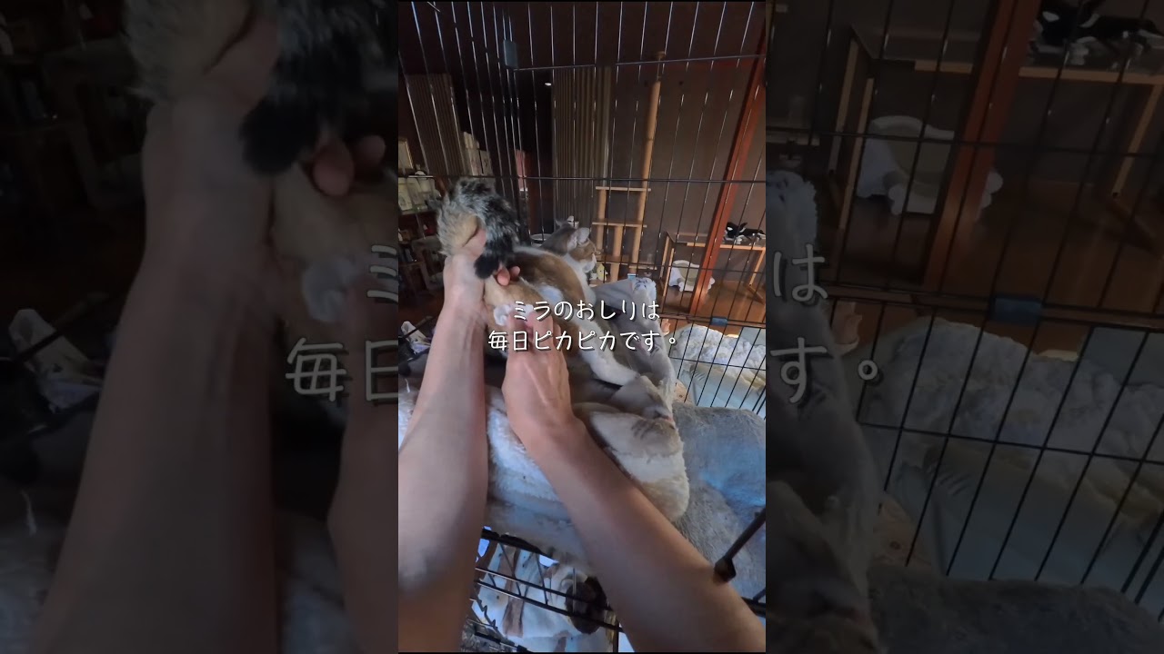 半年前まで野良猫だった子の朝が、お姫さますぎた。 #保護猫ミラ#元野良猫#保護猫#猫のいる暮らし#保護猫のいる暮らし