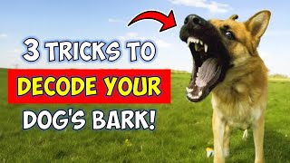 3 Tricks To Decode Your Dog's Bark