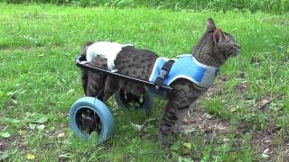 Котик-инвалид учится ходить с инвалидной коляской (май, 2015) Котик-инвалид учится ходить с инвалидной коляской (май, 2015)
