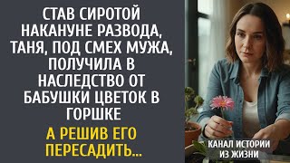 видео: Став сиротой накануне развода, Таня, под смех мужа, получила в наследство от бабушки цветок в горшке картинка: Став сиротой накануне развода, Таня, под смех мужа, получила в наследство от бабушки цветок в горшке