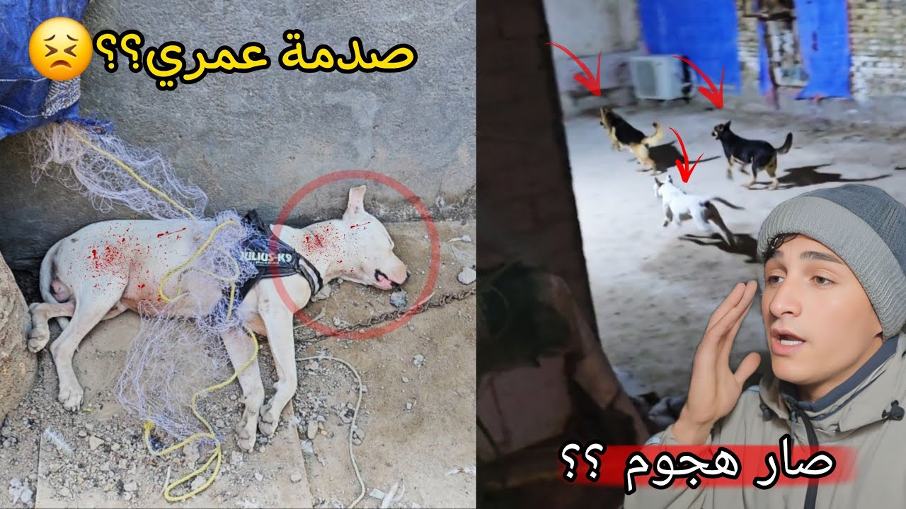 طلعت كلابي إلى الشارع وصار هجوم عجيب !! سويت مقلب في صديقي الحلاق 😣🔥