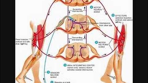 Crossed Extensor Reflex