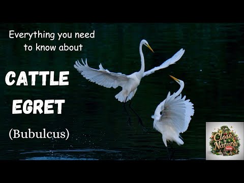 Cattle Egret (Bubulcus)
