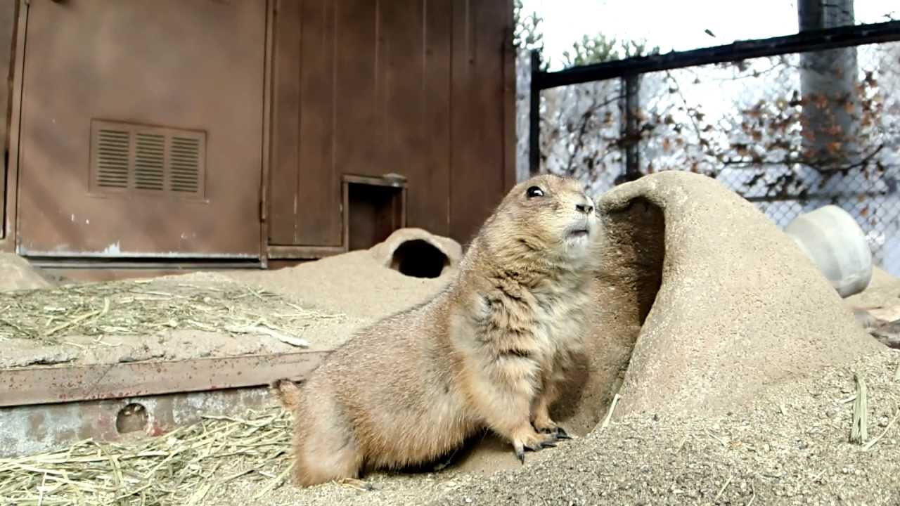 八木山動物園 プレーリードッグ 巣作りモグモグ鼻ヒクヒク Youtube