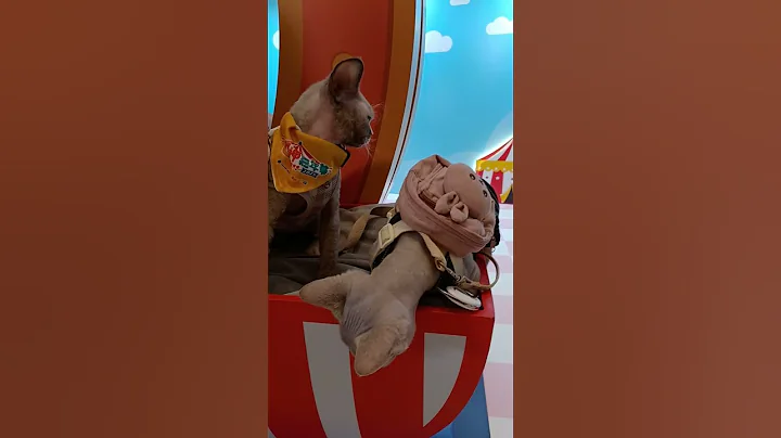 Video 10567791: scottish fold cat breed, beautiful scottish fold cat