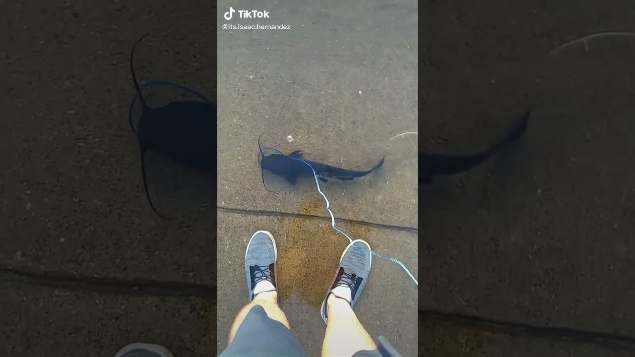 Tiktok Taking A Pet Catfish On A Walk When it Floods (its.isaac