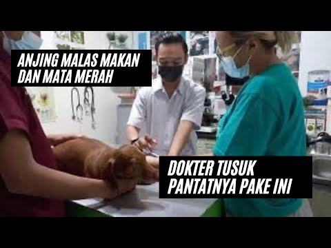Video: Menelan Kotoran Dan Benda Asing Pada Anjing