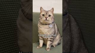 Download Lagu Kucing ini bisa bertelur 😱 MP3