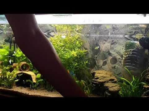 Videó: A Mini Akvárium Kiválasztásának Szabályai