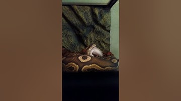 time lapse of ball python eating rat
