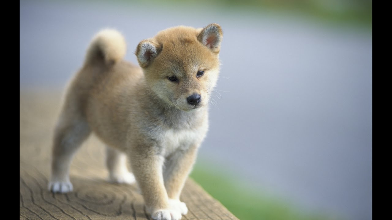 100以上 壁紙 柴犬 子犬 画像