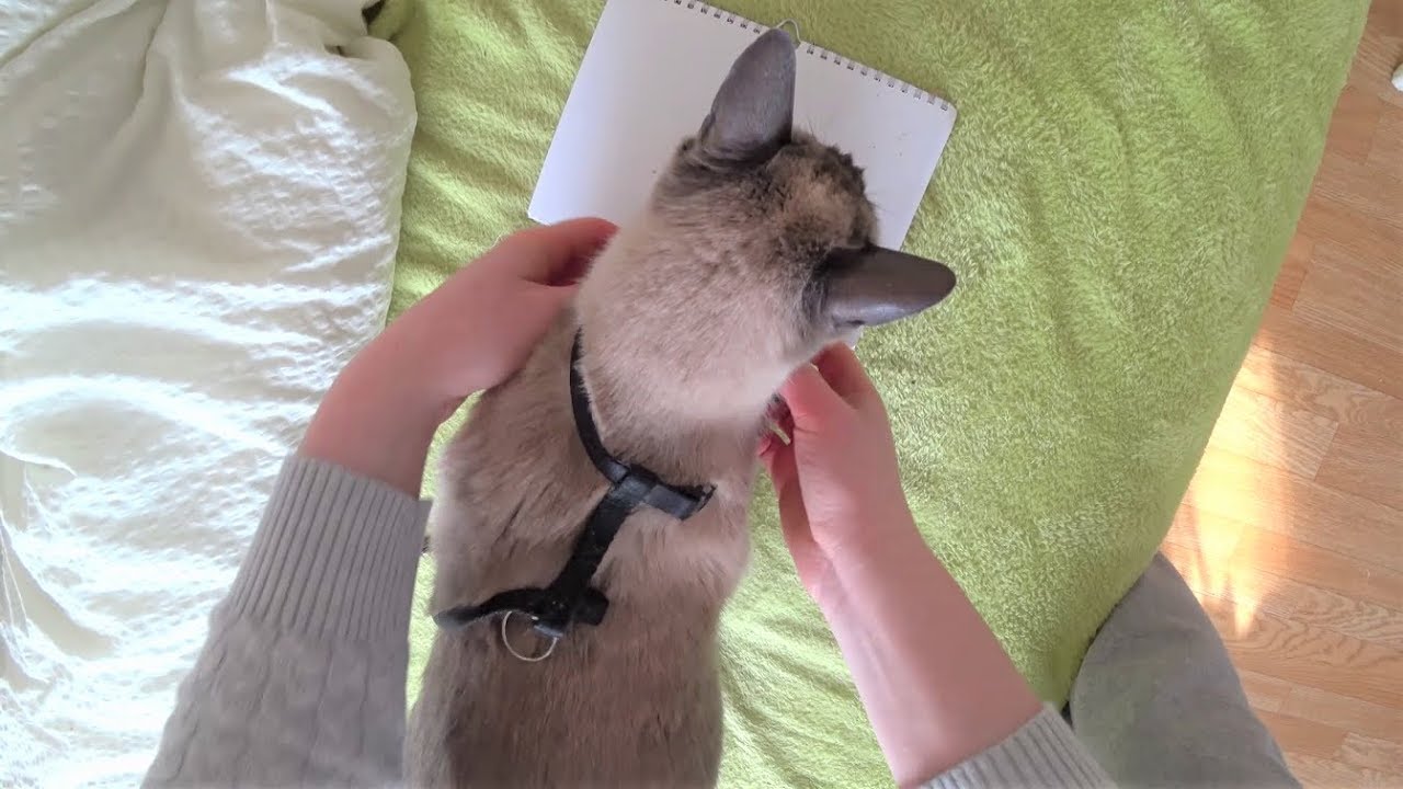 Anleitung Wie Man Eine Katze Trainiert Ein Geschirr Zu Tragen Meine 2 Siamkatzen