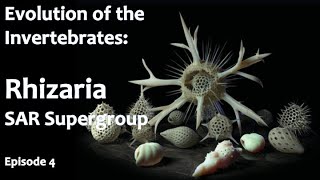 Wondrous Geometrical Protists (Rhizaria - Evolution of the Invertebrates - Episode 4)