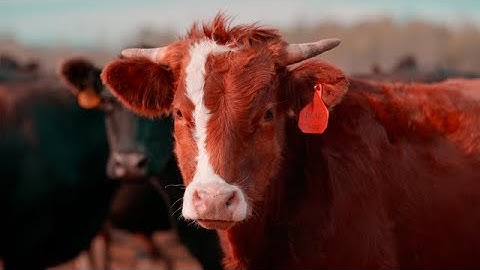 ICEBERG - Expendable (Official Music Video)