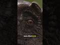 Hammer tail (Ankylosaurus)