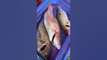 Ở xa ưng ăn cá quê #food #dacsanmientrung #amthuc #quangngai #monngon #hanhtoi #xuhuong