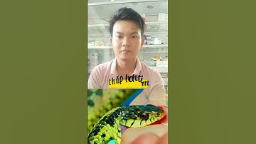 4 lưu ý cần nhớ khi rắn cắn 🐍🐍🐍