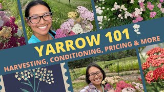 Yarrow 101: Harvesting, Conditioning, Pricing & More