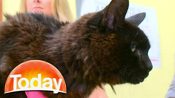 Cat reunited with owner after 14 years