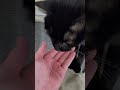 Onyx was being really talkative till I started recording 😹