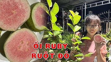 Cây Ổi ruby ruột đỏ không hạt | 0386569374 - Ngọc Ngân Bến Tre | Chuyên cây độc lạ