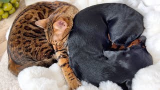 Mini Dachshunds &amp; Bengal Cat are sleeping together.