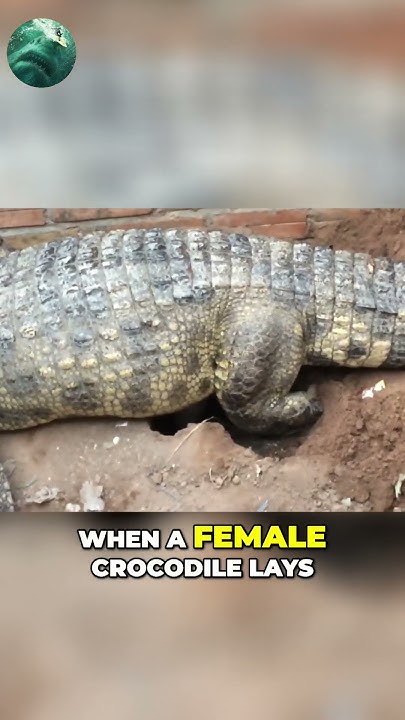 😡🐊 Fierce Protection From Female Crocodiles #crocodile #seacreatures #