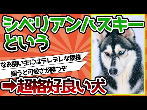 【2ch動物スレ】シベリアンハスキーとかいう地球上で最も格好良い犬