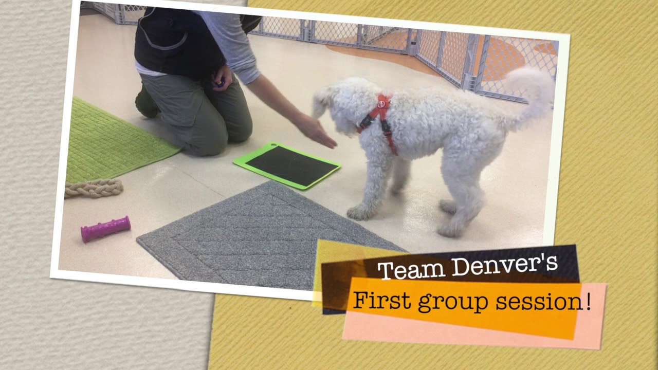 scratch mat for dogs