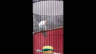 Masteran LB Minor speed lambat