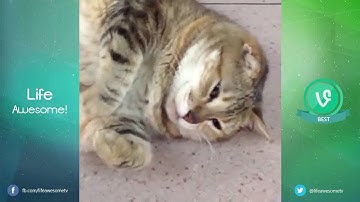 TRY NOT TO LAUGH OR GRIN Funny Cat Fails Compilation 2016 | Fat Cat So Cute