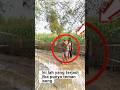 Niatnya Mau Loncat Sungai, Eh Malah Kena "Tackle" Teman Sendiri! 😂#shorts #prank#loncatsungai