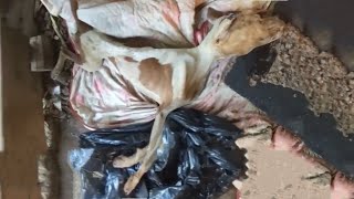 Lying On The Trash Like A Skeleton Without Spirit, He Still Wagged His Tail When I Hugged Him... by STRAY PAWS 21,138 views 3 weeks ago 8 minutes, 4 seconds