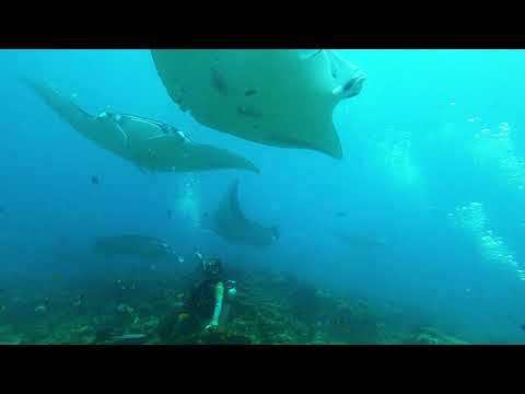 Diving with mantas @ Maavaru dive site