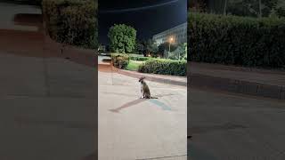 #telugusongs#cmvijay #tollywood #song #music#dog#doglife#doglove #varisu #travel