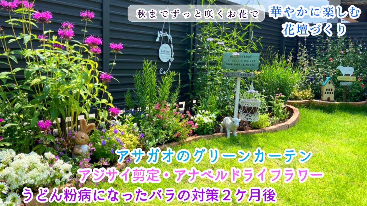 庭づくり 暑さに強いお花で長く楽しむ夏花壇 アジサイ剪定 うどん粉病対策 朝顔植え付け ガーデニング Youtube