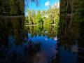 Incredible Reflection Of The Trees In The Lake Filmed With DJI Osmo Action 4 Shorts 