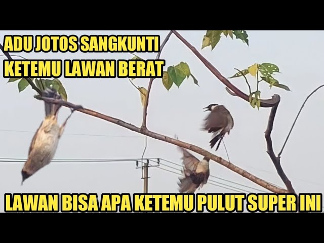 SADIS BL INI NEKAT BAKU HANTAM LAWAN PIKAT SI KUNTI class=