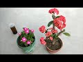 Get more flowers and healthy plants using organic fertilizer | Free and best fertilizer for plants