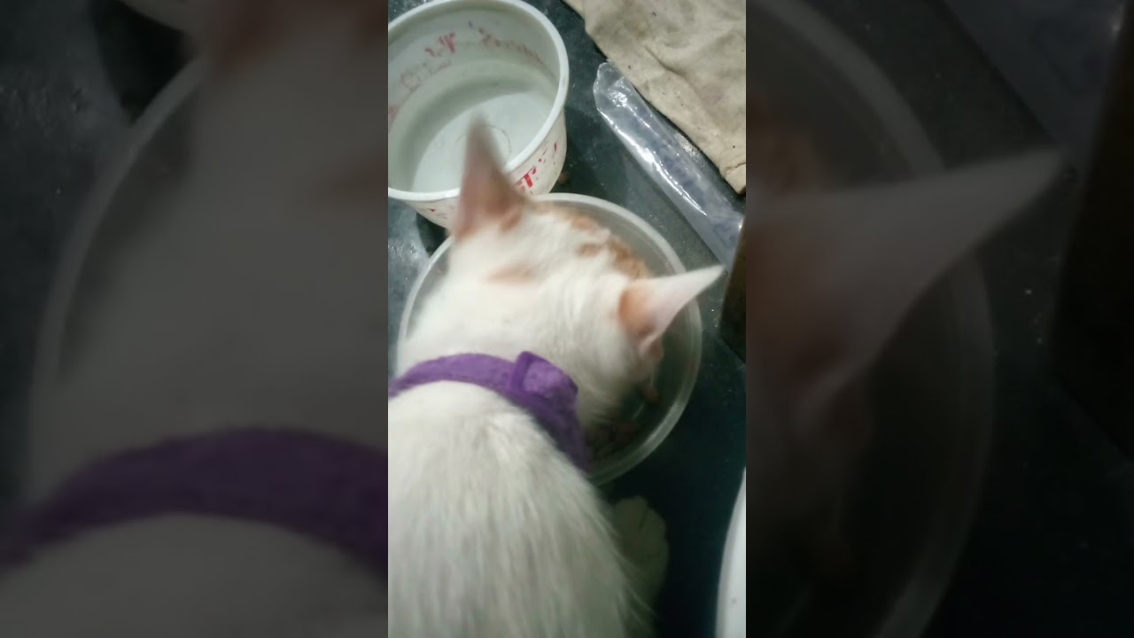 cat food time 😺 