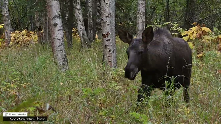 This Is What a Bull Moose Fight Scene Looks Like #alaska #wildlife #moose