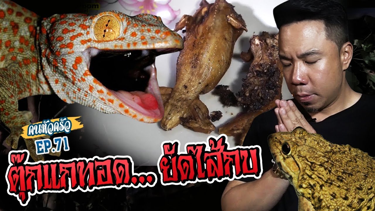ใจไม่ถึงห้ามดู!!! ล่าตุ๊กแก มายัดไส้กบ [หัวครัวทัวร์ริ่ง] EP.71