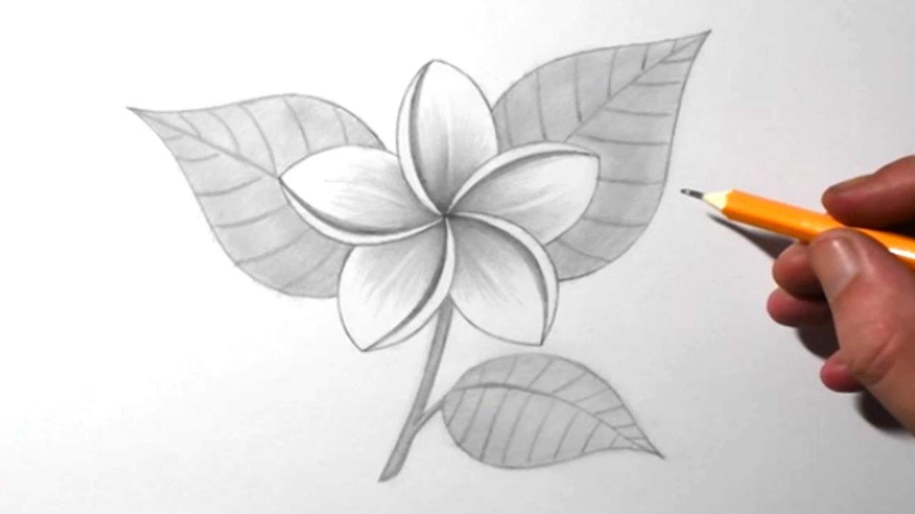 How to Draw a Jasmine Flower for Beginners | Pencil Drawing ...