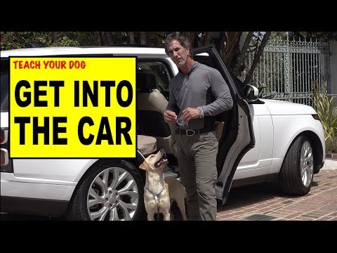 Video: Spørg en hund træner: Hvordan lærer jeg min hund at læse ind i bilen?