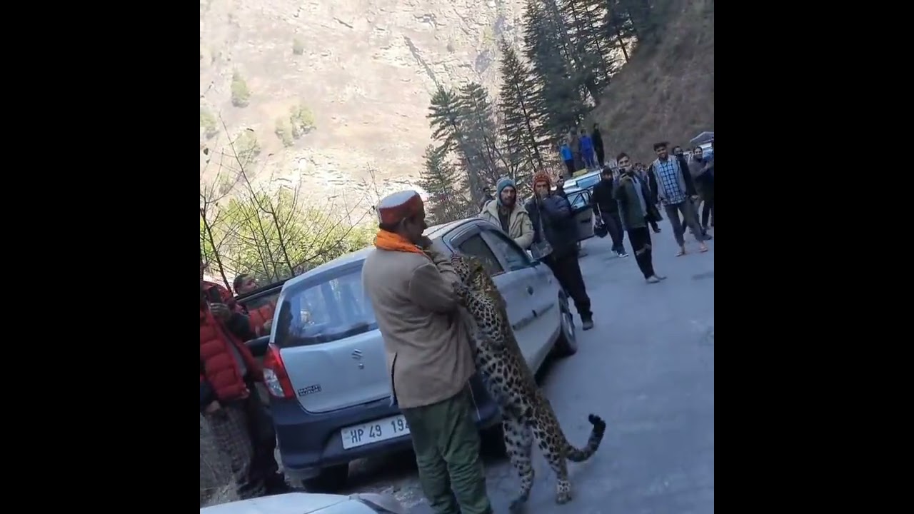 Leopard Playing with humans in Kullu   Shorts  TirthanValley  GHNP  kullu