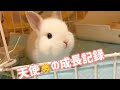 #52 生後2ヶ月の子うさぎを育てたらとても人馴れしました。
If you raise a two-month-old baby rabbit, you will be very happy