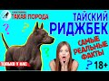 Такая порода. Тайский риджбек