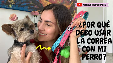 ¿Por qué los perros no deben llevar correa?