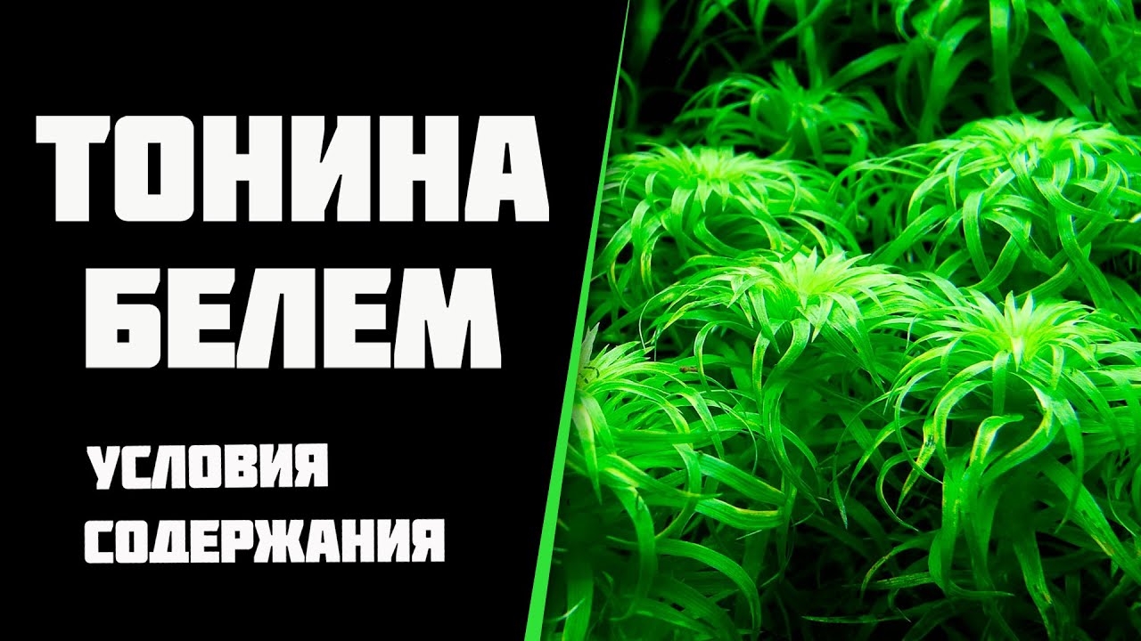 Тонина Белем (Tonina sp. Belem), условия содержания в моем аквариуме.